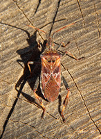 Western Conifer Seed Bug (Leptoglossus occidentalis)