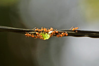 Weaver Ants (Oecophylla sp.)