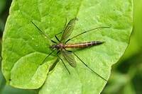Cranefly - Nigrotipula nigra
