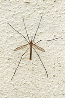 Cranefly (Tipula oleracea - Male)