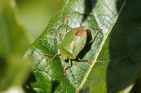 Shieldbug - Common Green Shieldbug (Palomena prasina)