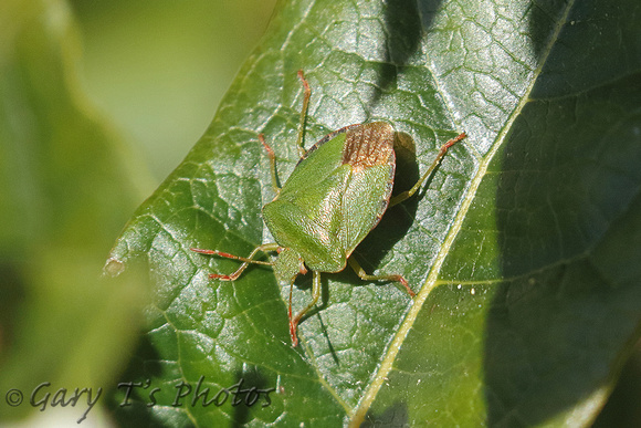 Common Green Shield Bug (Palomino prasina - Adult)