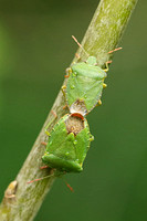 Common Green Shieldbug (Palomena prasina - Pair)