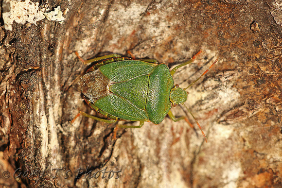 Common Green Shield Bug (Palomino prasina - Adult)