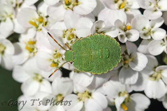 Common Green Shield Bug (Palomino prasina - Nymph)