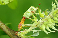 Common Green Shieldbug (Palomena prasina - Pair)