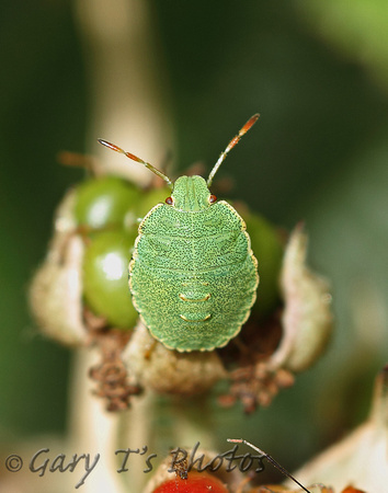 Common Green Shield Bug (Palomino prasina - Nymph)