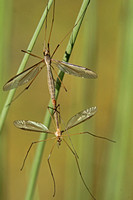 Cranefly - Marsh Cranefly (Tipula oleracea)