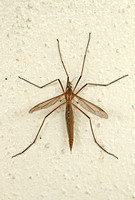 Cranefly (Tipula oleracea - Female)