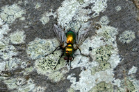 Green Parasitic Fly (Gymnocheta viridis)