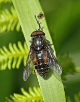 Hairy-legged Horsefly (Hybomitra bimaculata)
