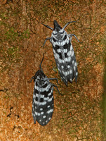 False Lantern-fly (Pyrops maculata)