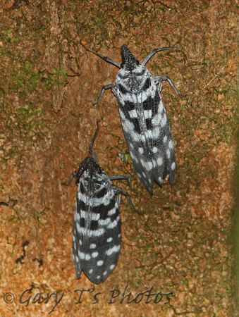 False Lantern-fly (Pyrops maculata)