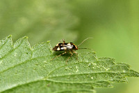 Common Nettle Bug (Liocoris tripustulatus)