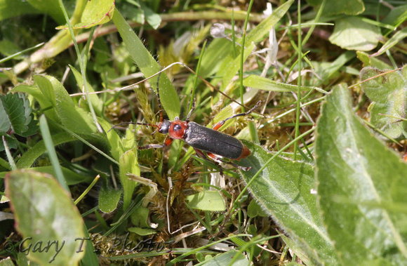 Soldier Beetle (Cantharis fusca)