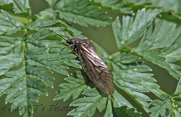 Alderfly (Sialis lutaria)