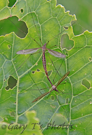Cranefly (Tipula lateralis)