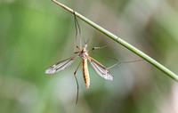 Cranefly - Spotted Cranefly (Tipula vernalis)
