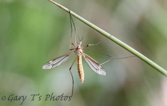 Cranefly (Tipula vernalis)