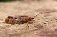 Caddis Fly - Cinnamon Sedge (Limnephilus lunatus)