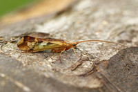 Caddis Fly - Cinnamon Sedge (Limnephilus lunatus)