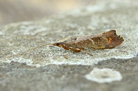 Mottled Sedge (Glyphotaelius pellucidus)