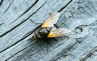 Noon Fly (Mesembrina meridiana)