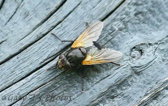 Noon Fly (Mesembrina meridiana)