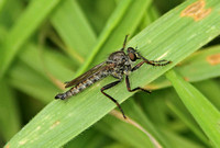 Kite-tailed Robberfly (Machimus atricapillus-Male)