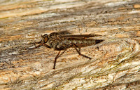 Kite-tailed Robberfly (Machimus atricapillus-Female)