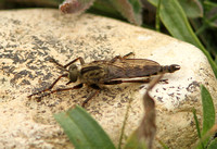 Kite-tailed Robberfly (Machimus atricapillus-Male)
