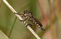 Kite-tailed Robberfly (Machimus atricapillus)