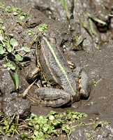 Levant Water Frog (Rana bedriagae)