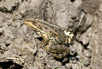 Levant Water Frog (Rana bedriagae)