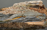 Great Crested Newt (Female)