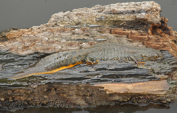 Great Crested Newt (Female)