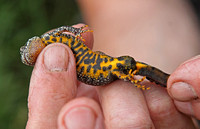 Great Crested Newt (Male)