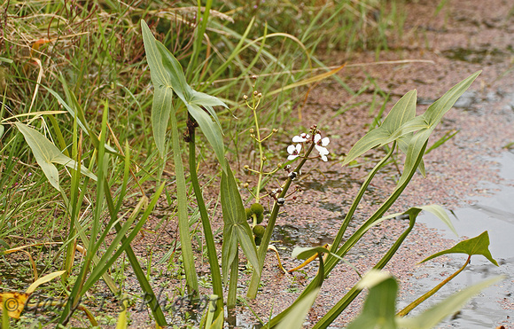 Arrowhead (Sagittaria latifolia)