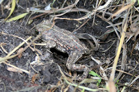 Natterjack Toad (Epidalea calamita)