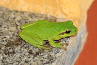 Mediterranean (Stripeless) Tree Frog (Hyla meridionals)