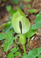 Cuckoo-Pint (Arum maculatum)