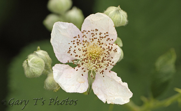 Bramble (Rubus fruticosa)