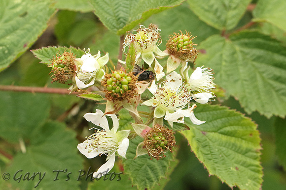 Bramble (Rubus fruticosa)