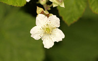 Bramble (Rubus fruticosa)