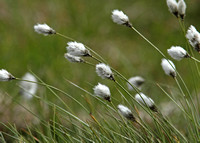 Bog Cotton (Eriophorum angustifolium)