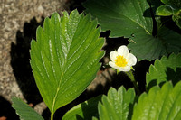 Garden Strawberry (Fragaria ananassa)