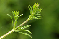 Goosegrass (Galium aparine)