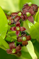 Japanese Spotted Laurel (Aucuba japonica crotonifolia)
