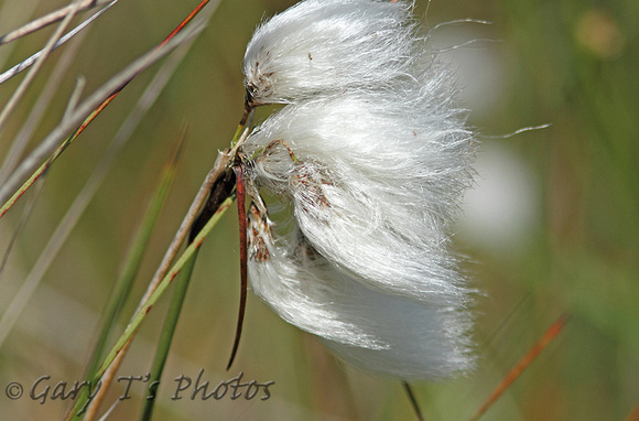 Common Cotton-grass (Eriophorum angustifolium)