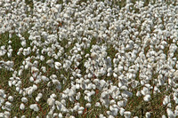 Common Cotton-grass (Eriophorum angustifolium)